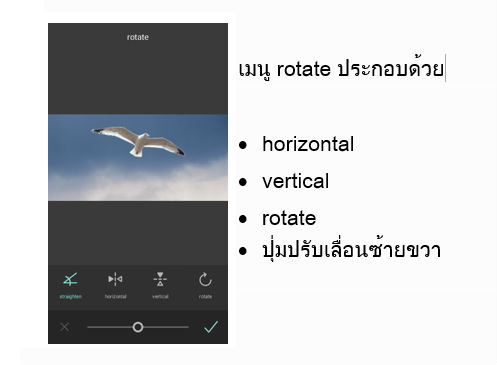 seagull3