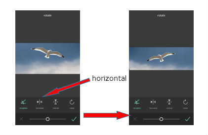 seagull4=1