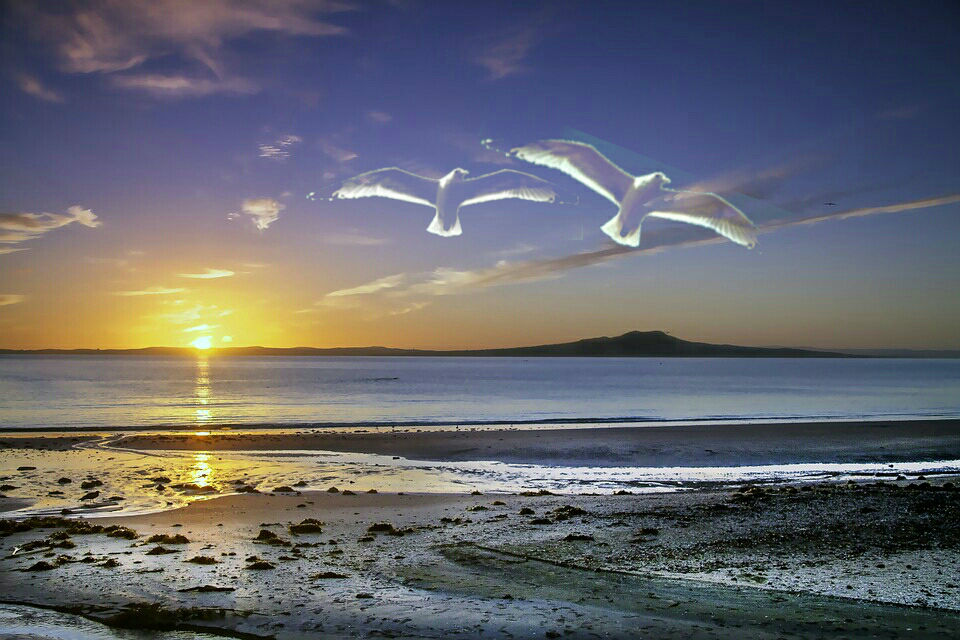 seagulltwin